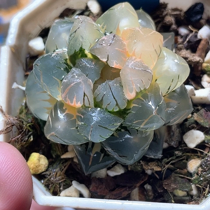 785完美锦水中月特选福利