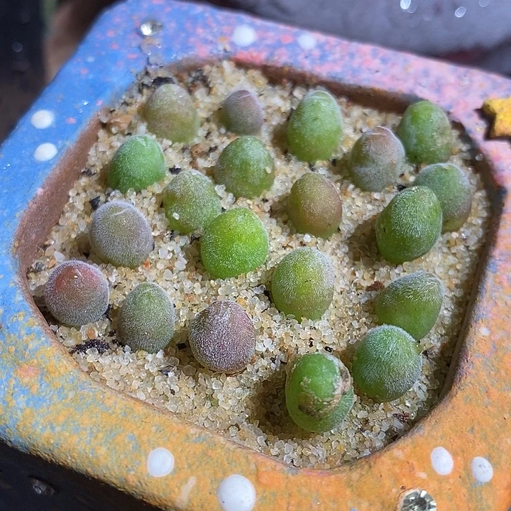 园艺宝辉一颗。