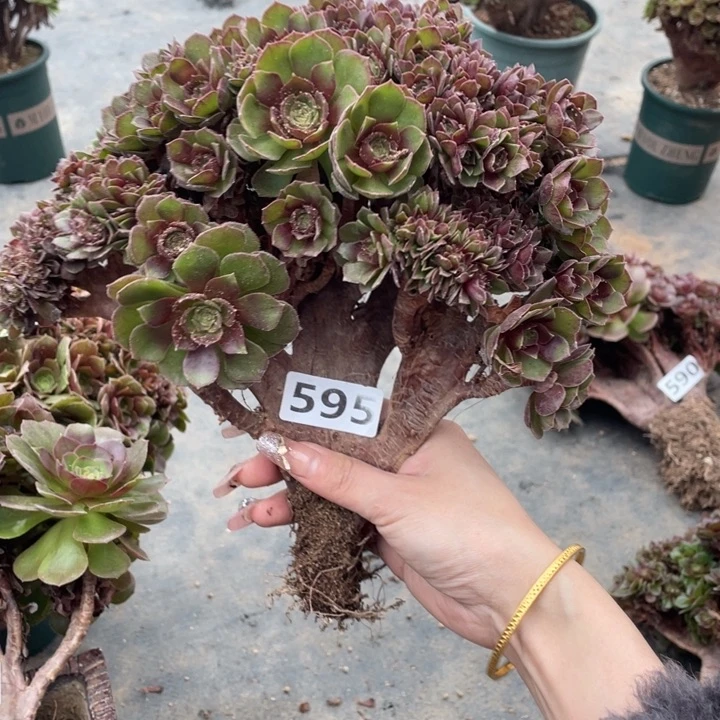 多肉多糖和维生素也很不错