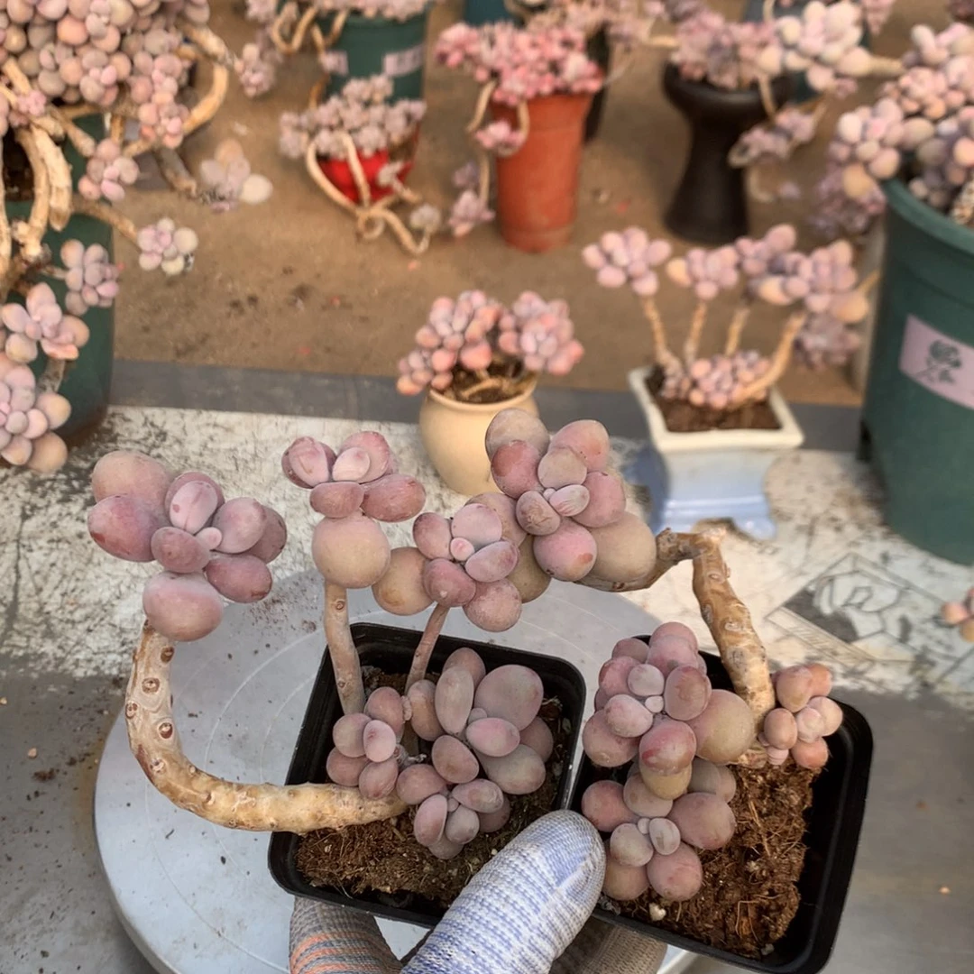 桃蛋老桩不带盆23号