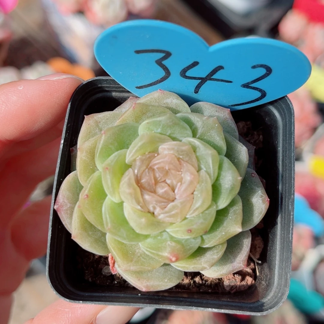 343号新品珍妮单头