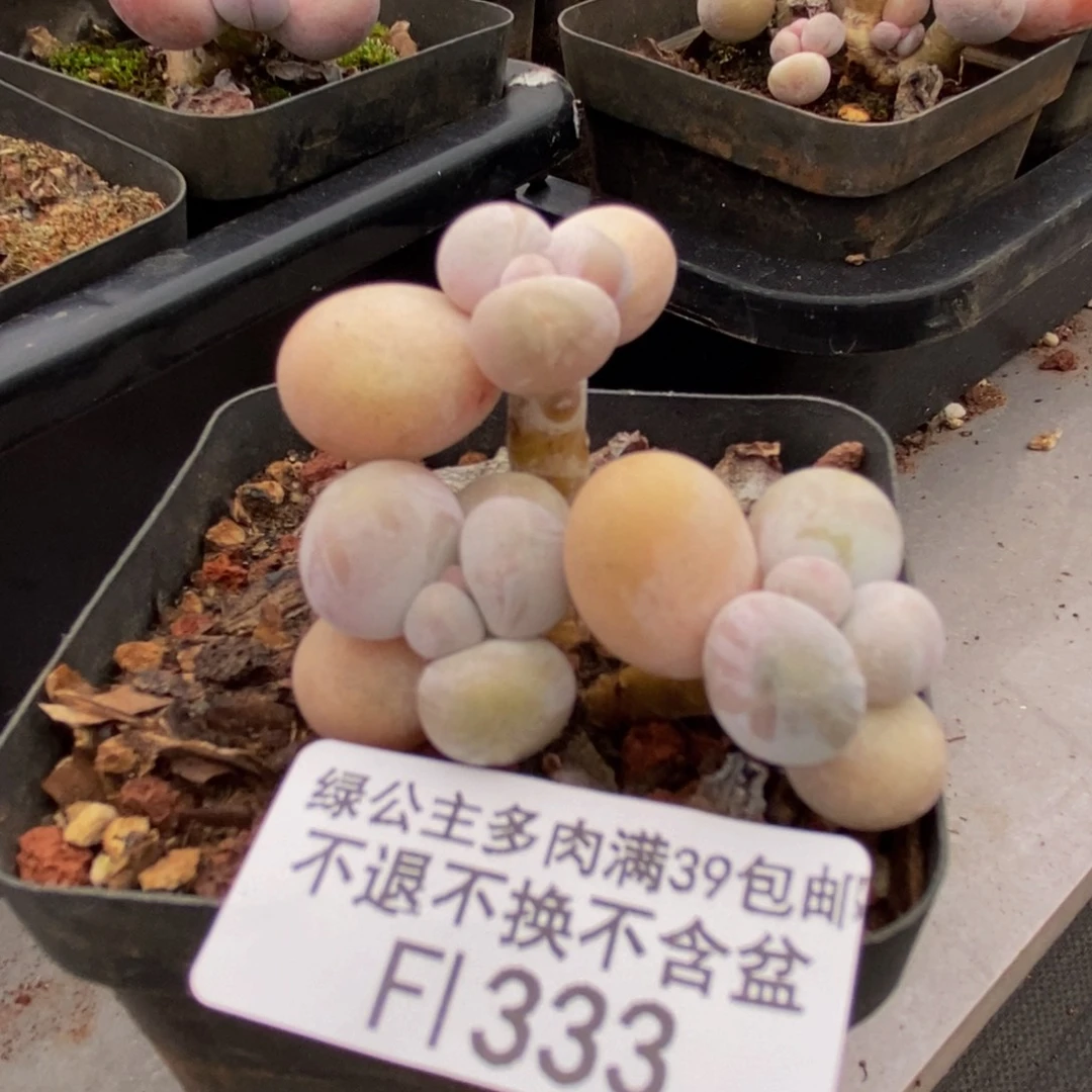 333 橙奶5 厘米多肉