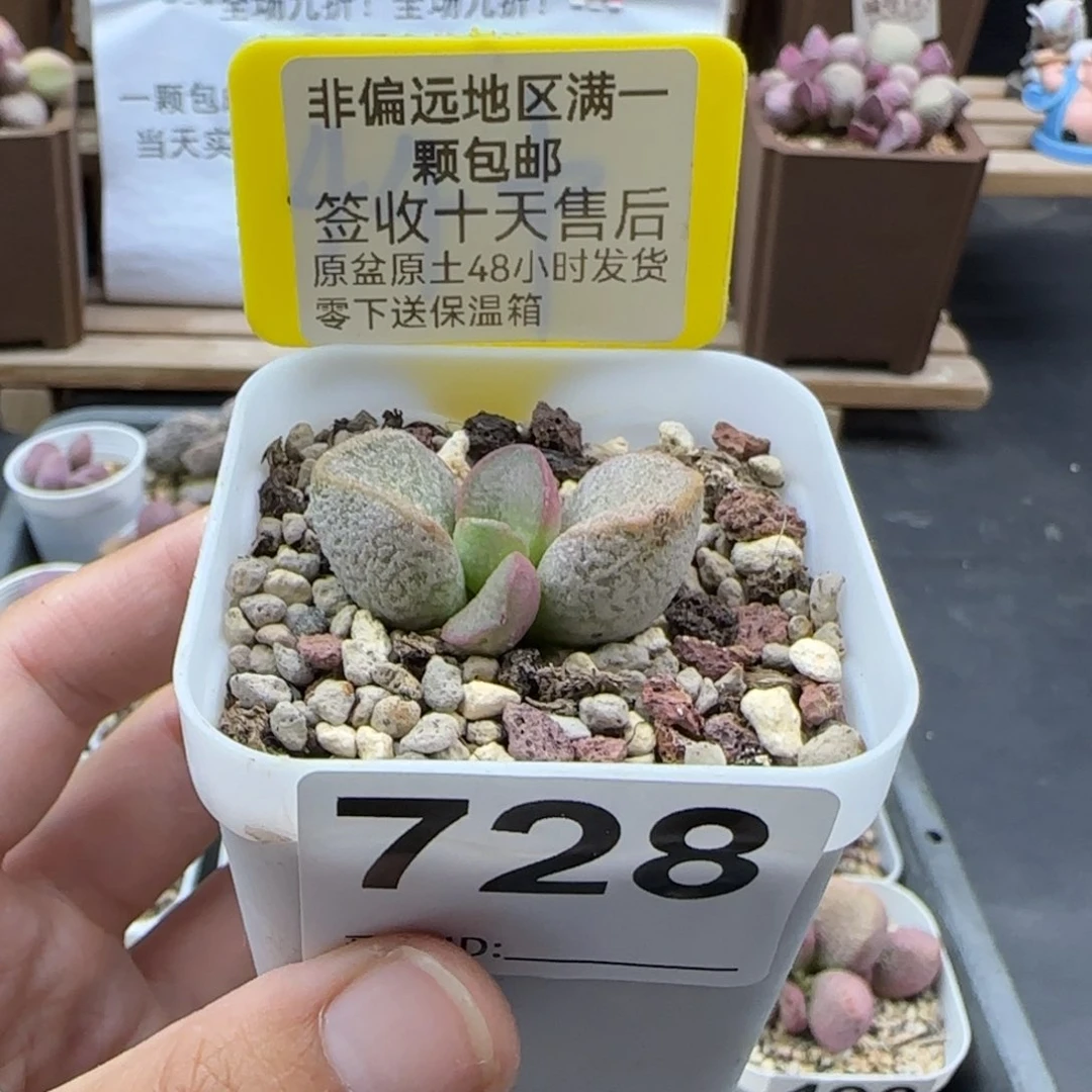 728磨砂蛋多肉植物