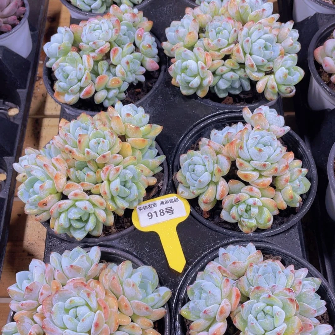 918号 老桩捧花冷香大群一个