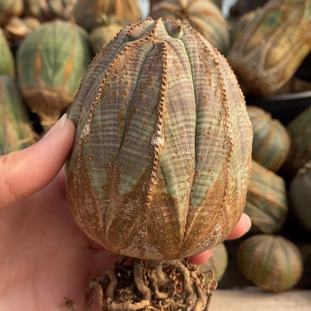 8布纹球精品一物一拍