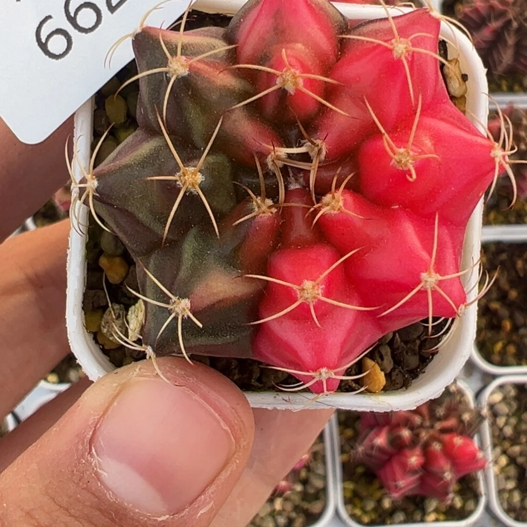 662 好看的米哈冲冲冲