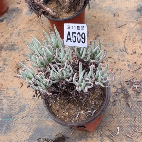 509爱度莉丝不包断枝