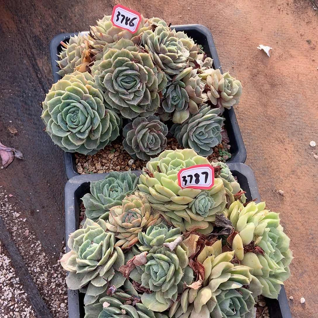 昂斯诺石化3786.3787晓晓一物一拍