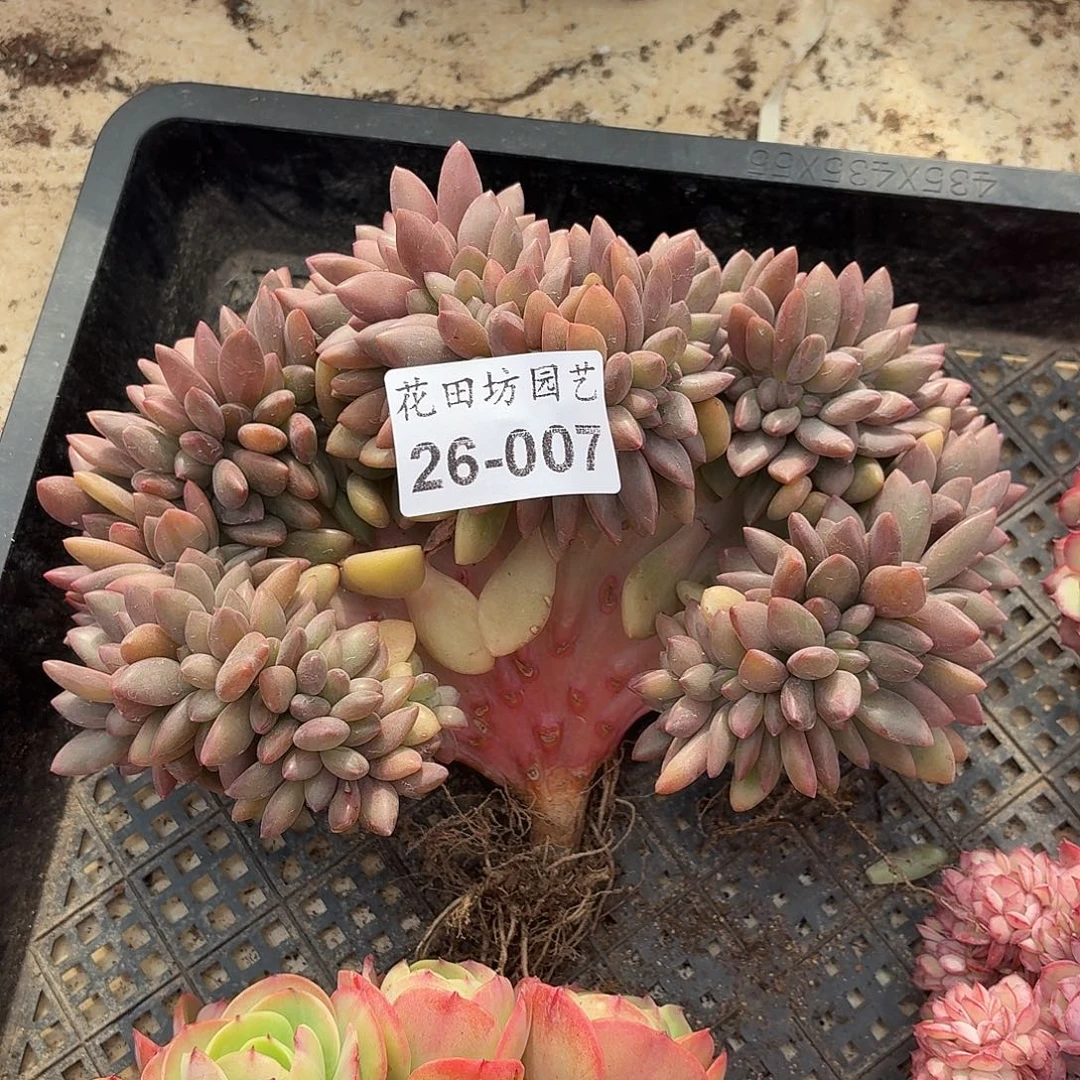 呗***、26.007桃花缀化多肉