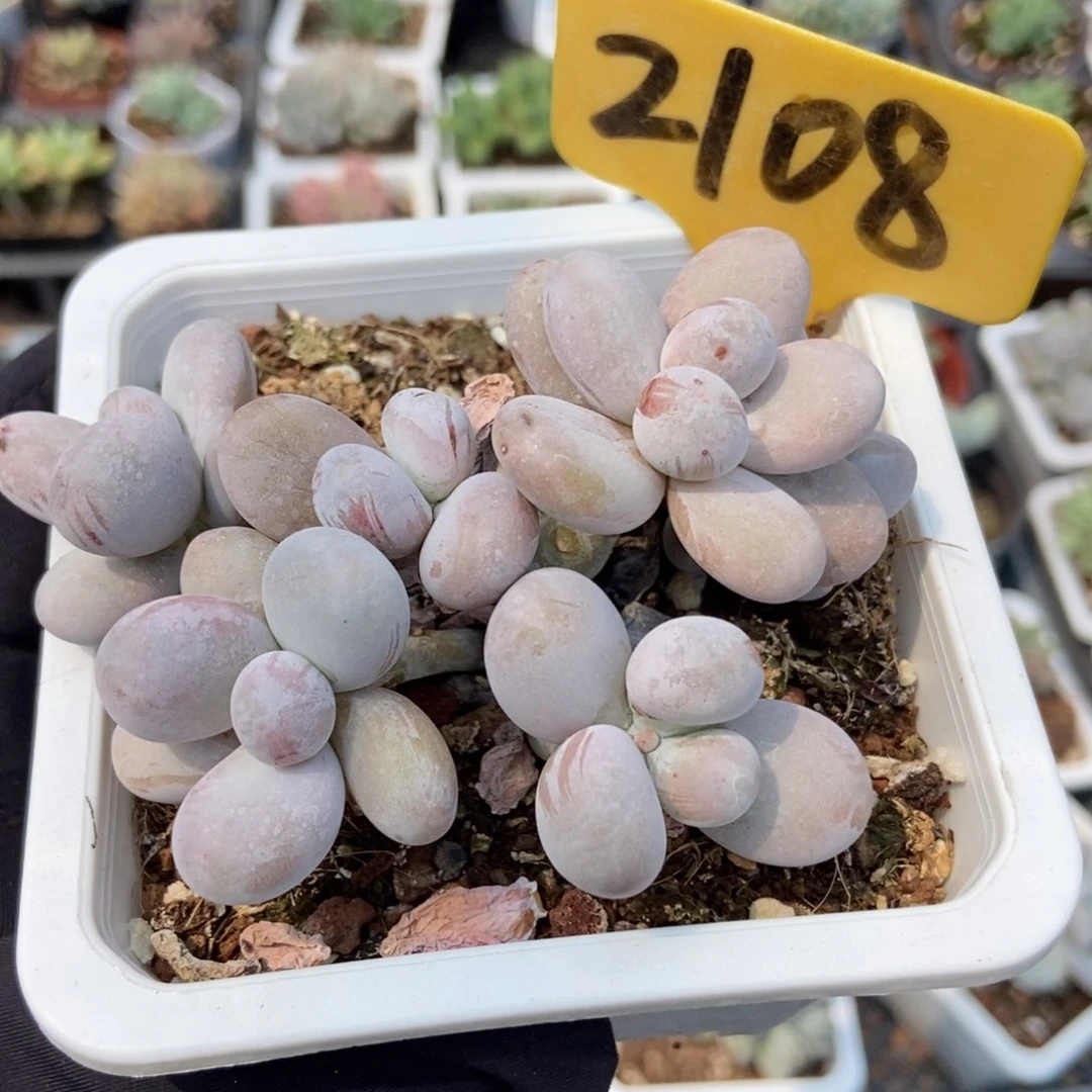 2108烟美人多肉植物保护