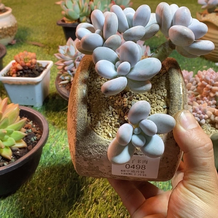 0498啊啊啊啊啊啊啊啊