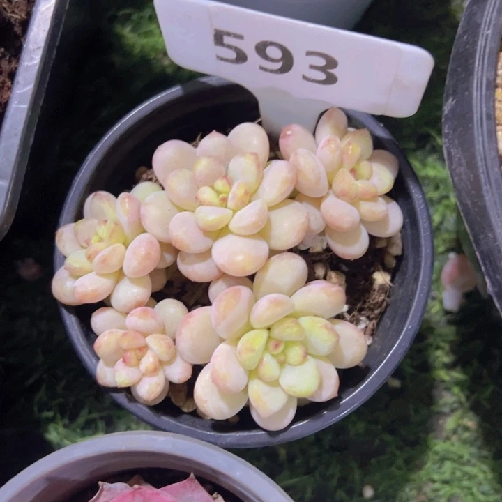 健健康康平平安安