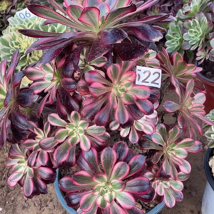 522丽娜多肉植物的