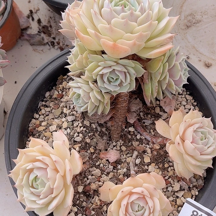 露娜莲不包小损2448多肉植物