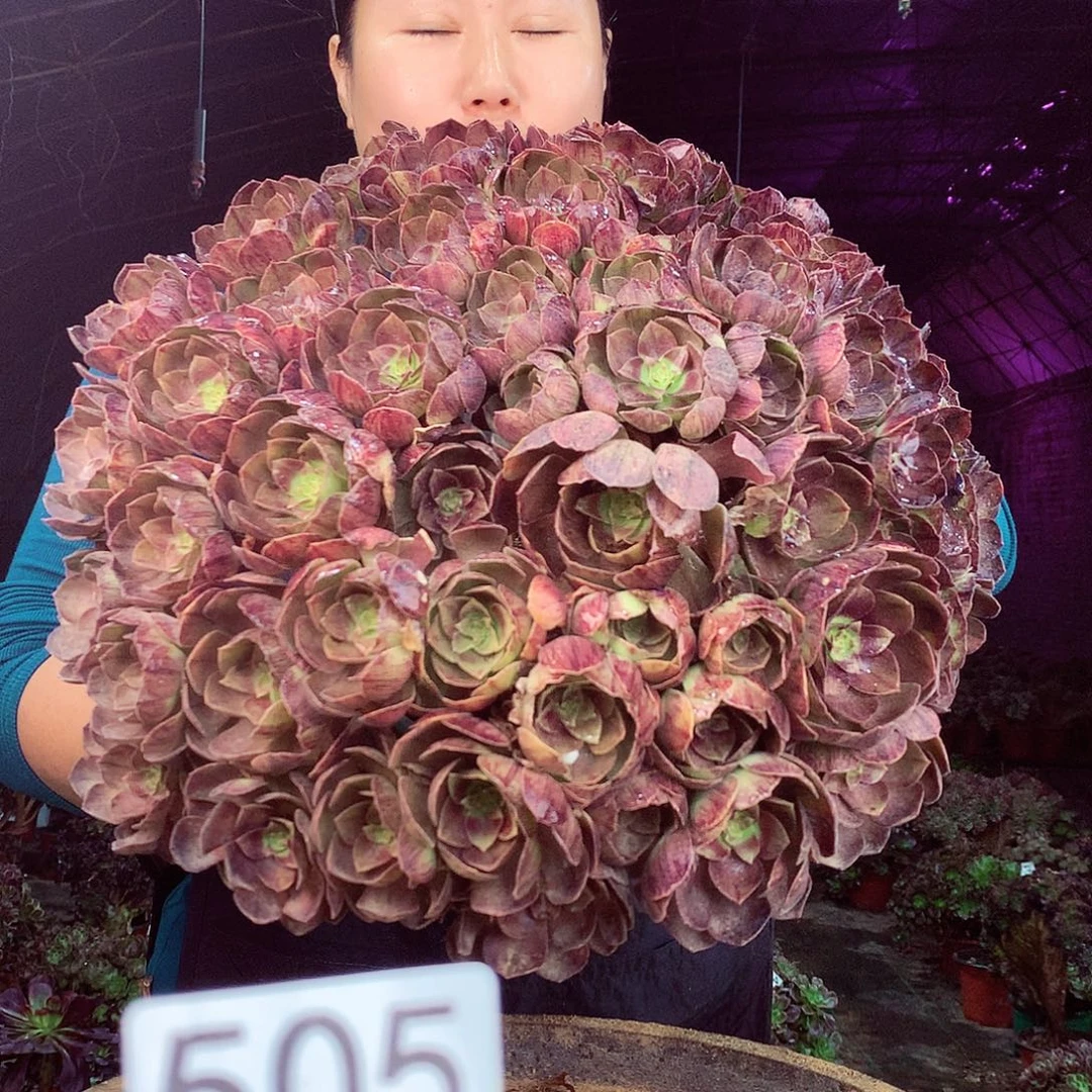 柒柒精品多肉脱土发货不包断侧枝505
