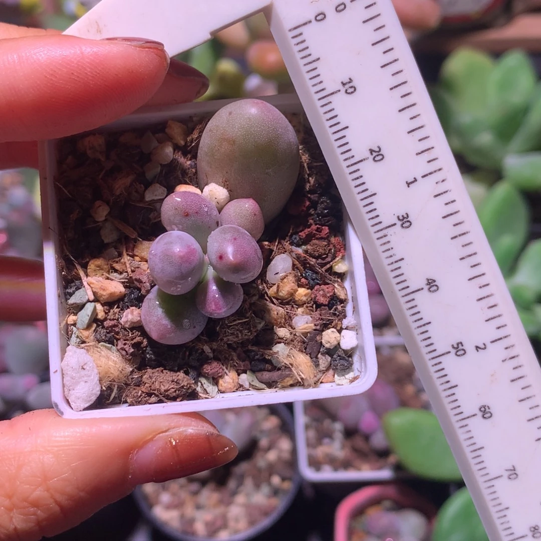 米可奶 精品韩国奶酪多肉