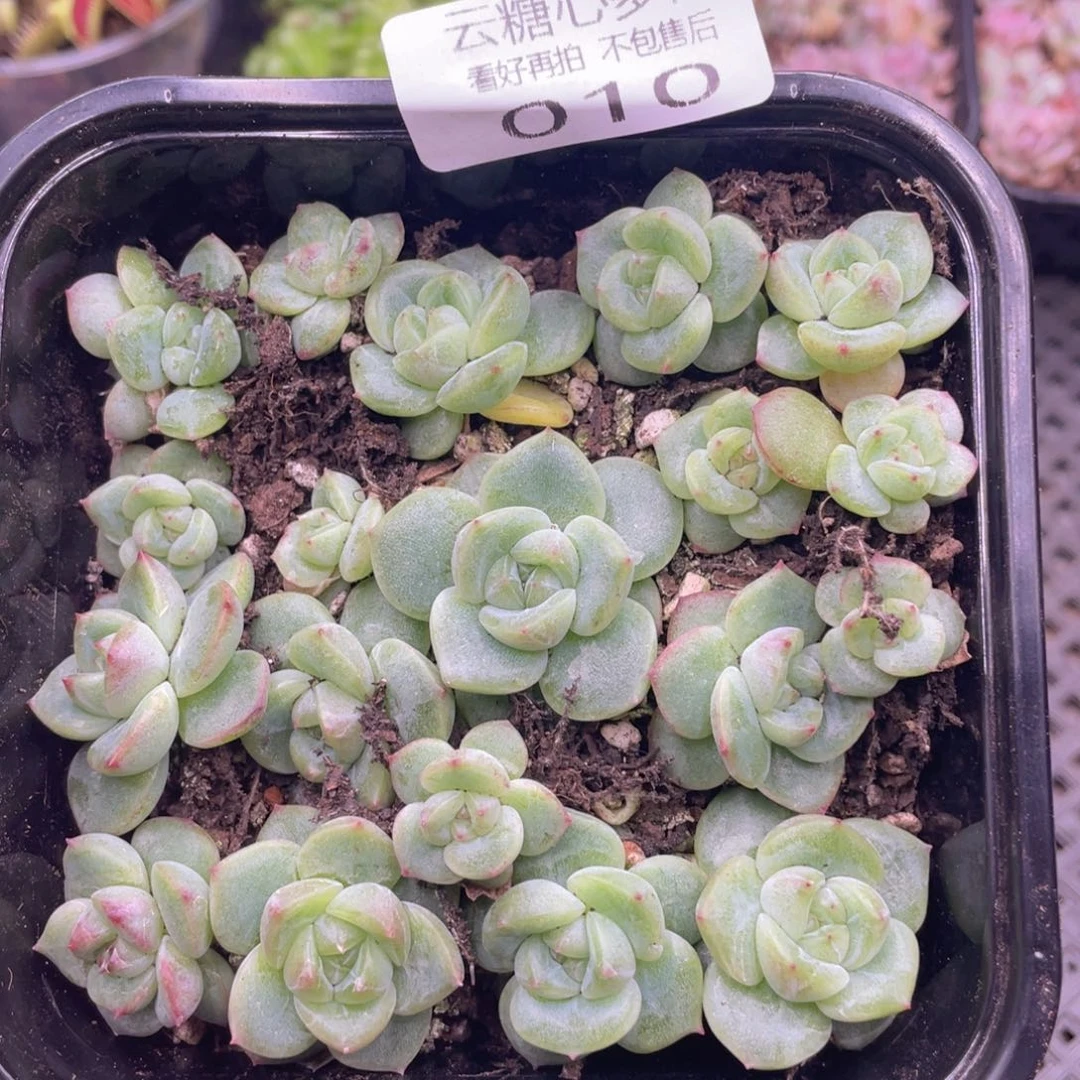 云糖心多肉植物10