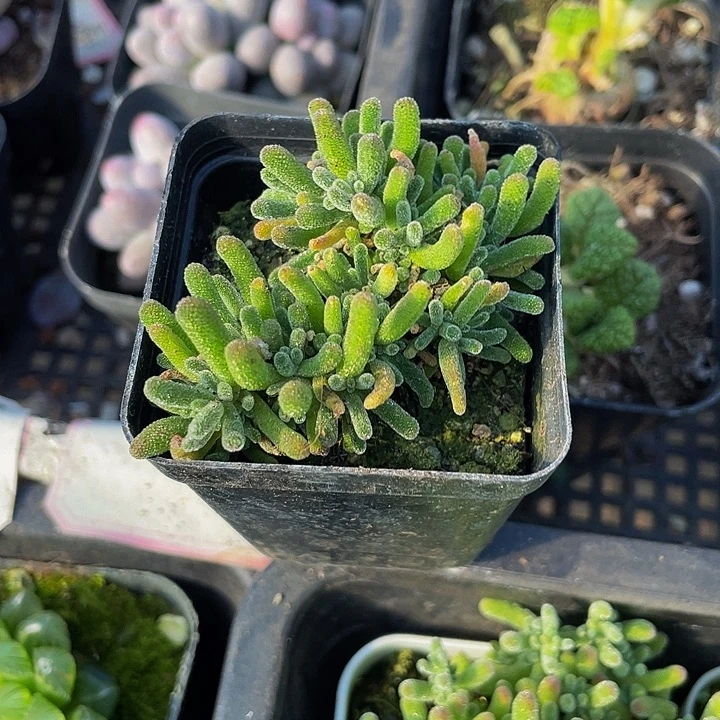 枝干翻杏带盆土发