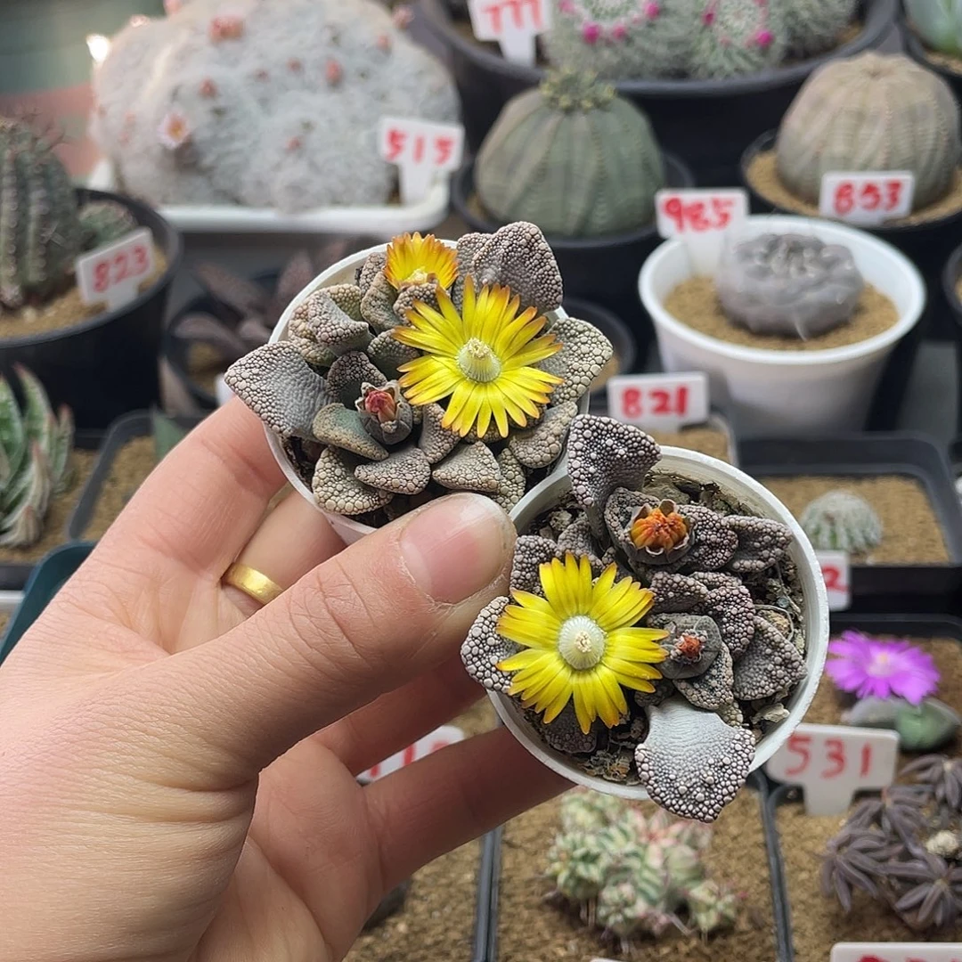 实生天女下凡仙人球