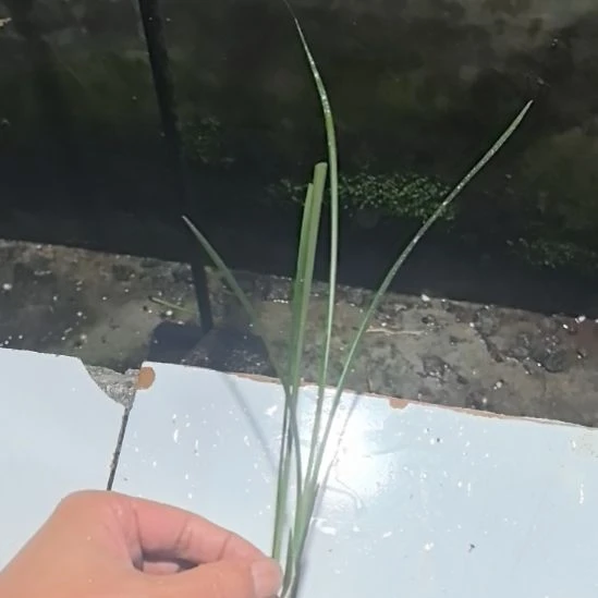 完全开放都江红素引种