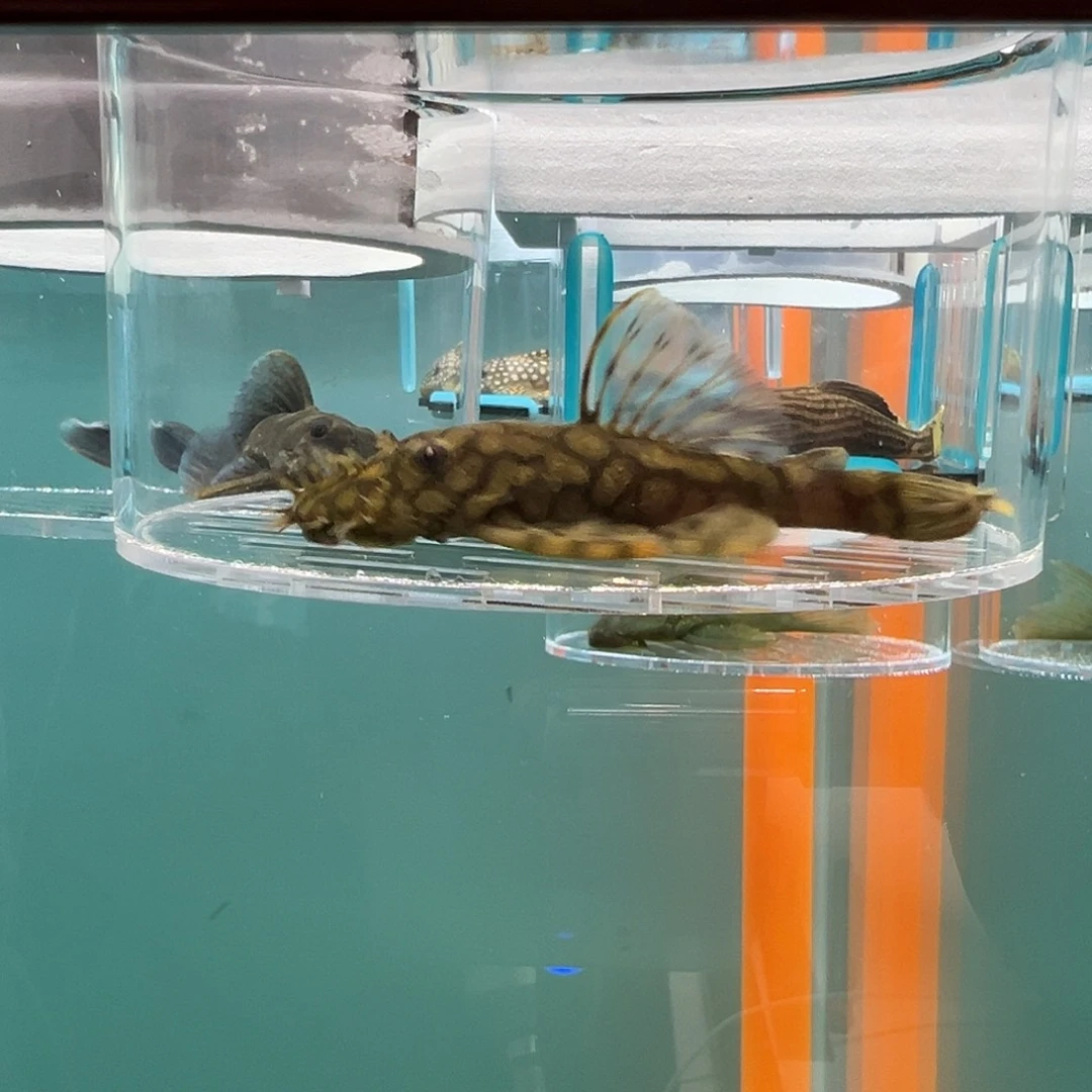 清道夫录完整开箱视频、入缸不包损7-8.8