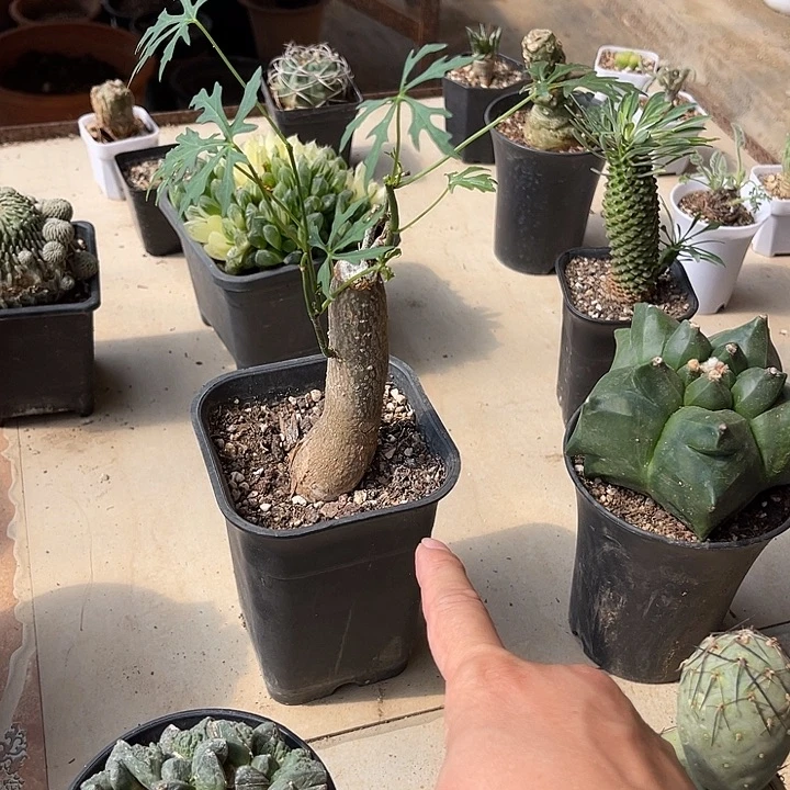 无花朵枫叶苦瓜一物一拍