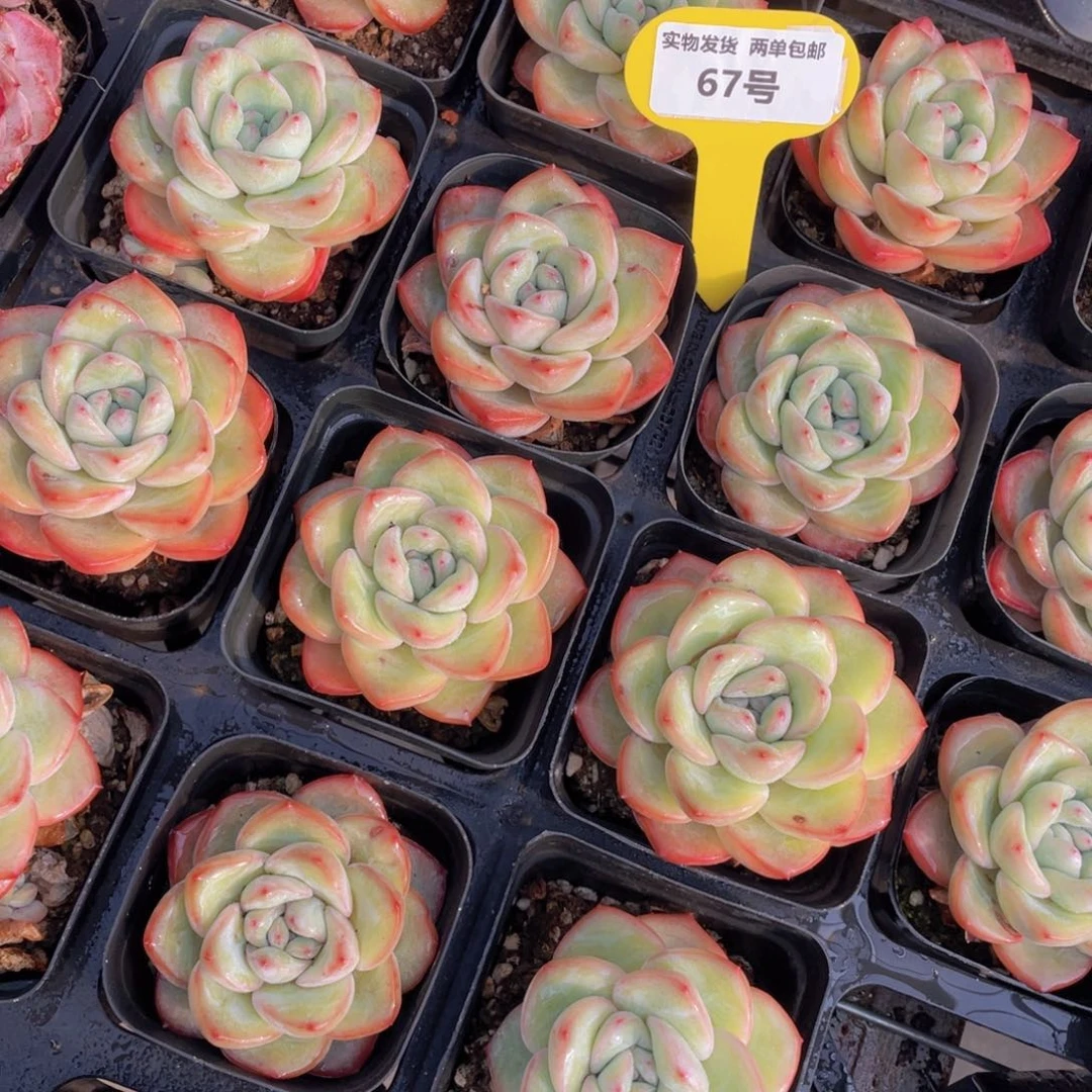 67号 奶油草莓泡芙单头一个