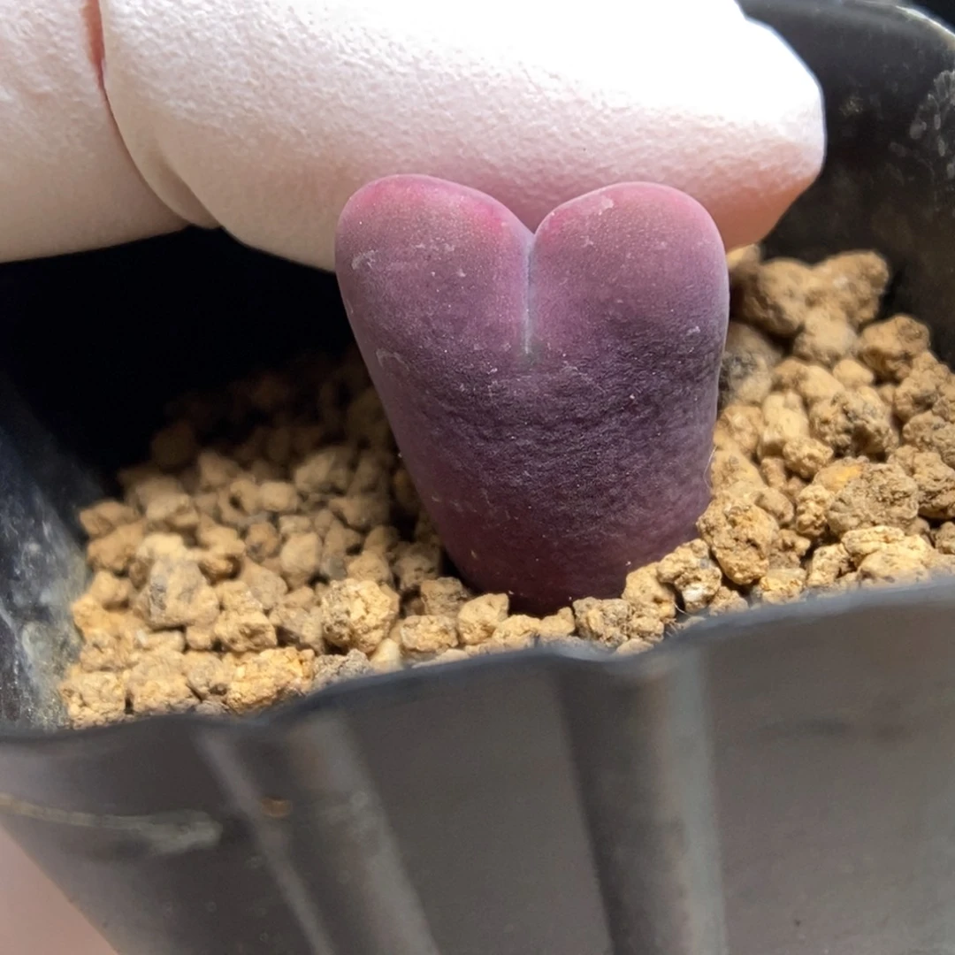多肉植物肉锥杂交K-4759 将杂 短绒体 大小脸