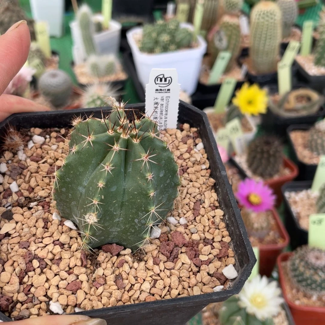 鹿角柱实生仙人球大微刺虾