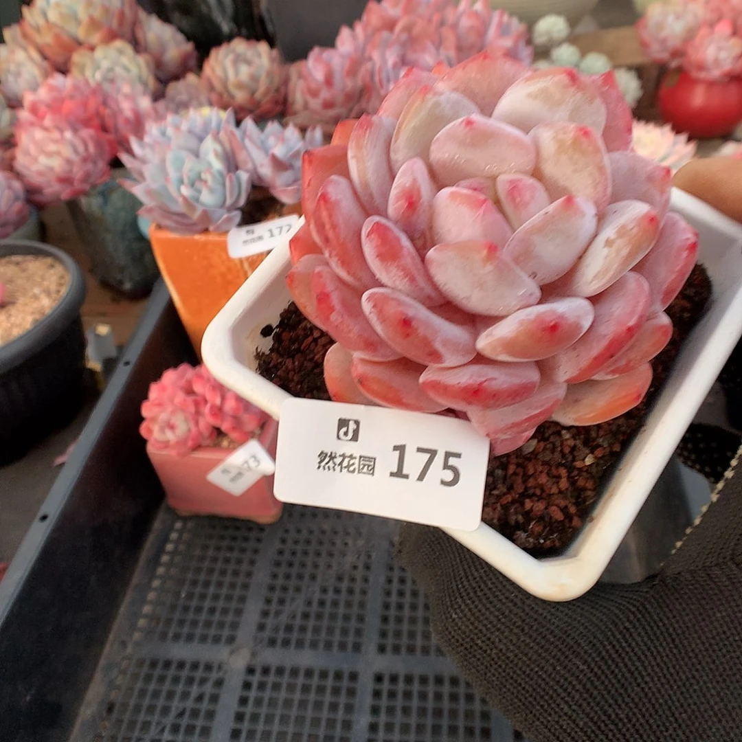 175雪天使多肉植物6666
