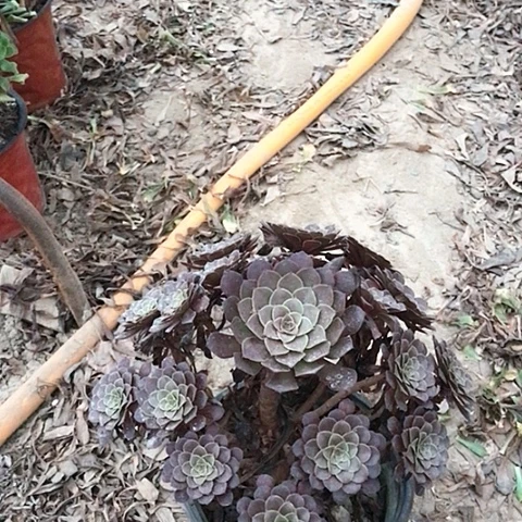 平****黑铜法师多肉植物17