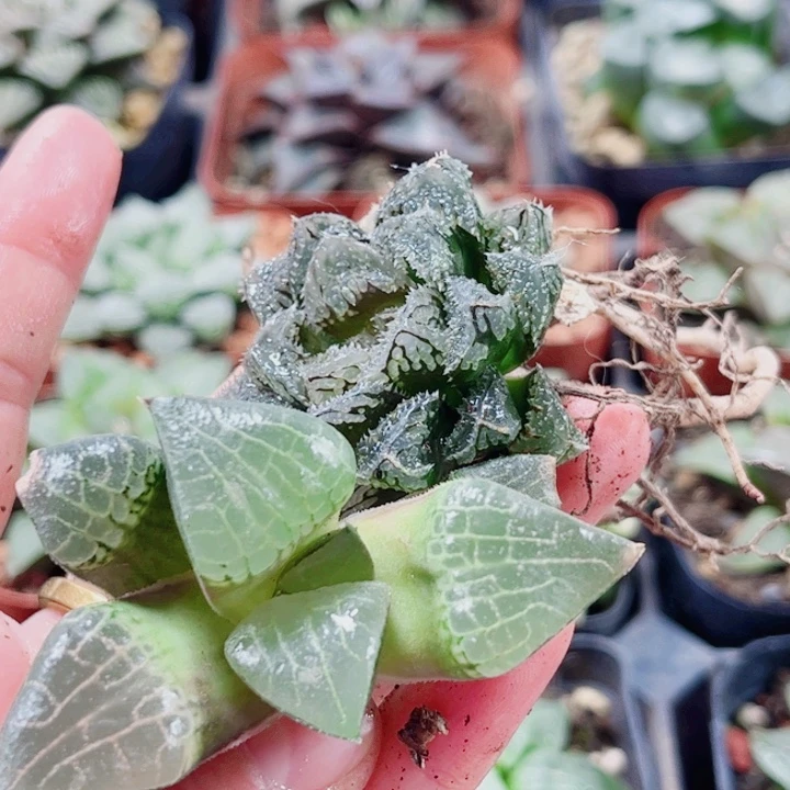 P***7十二卷。两颗无根。福利