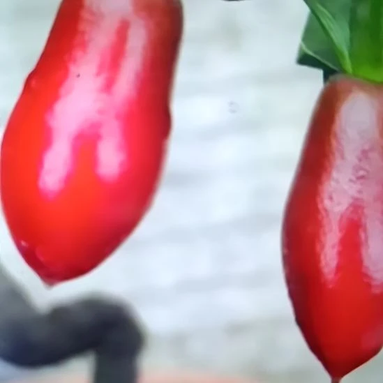 无花朵紫气东来扦插苗