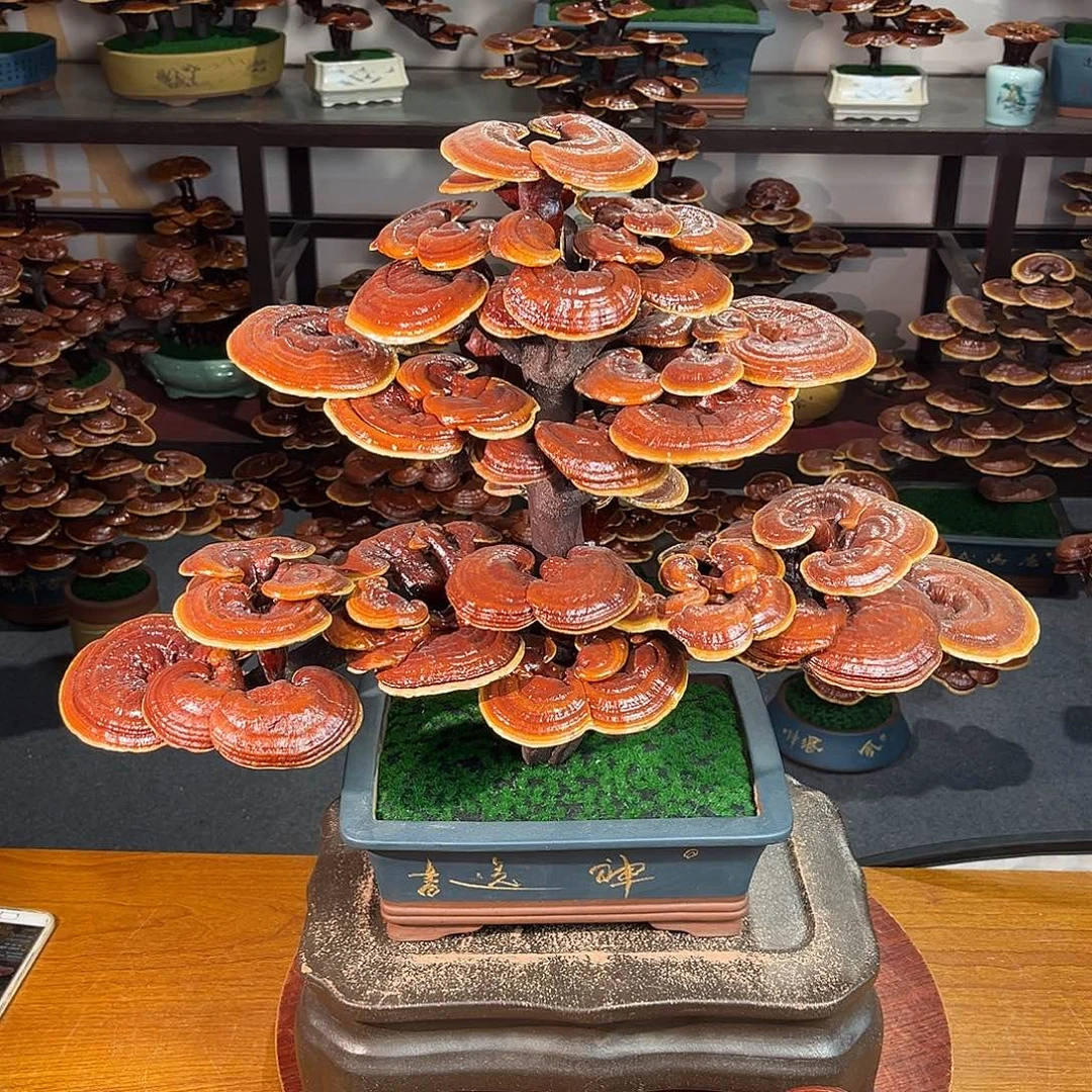 无花朵万事如意8888888888888888