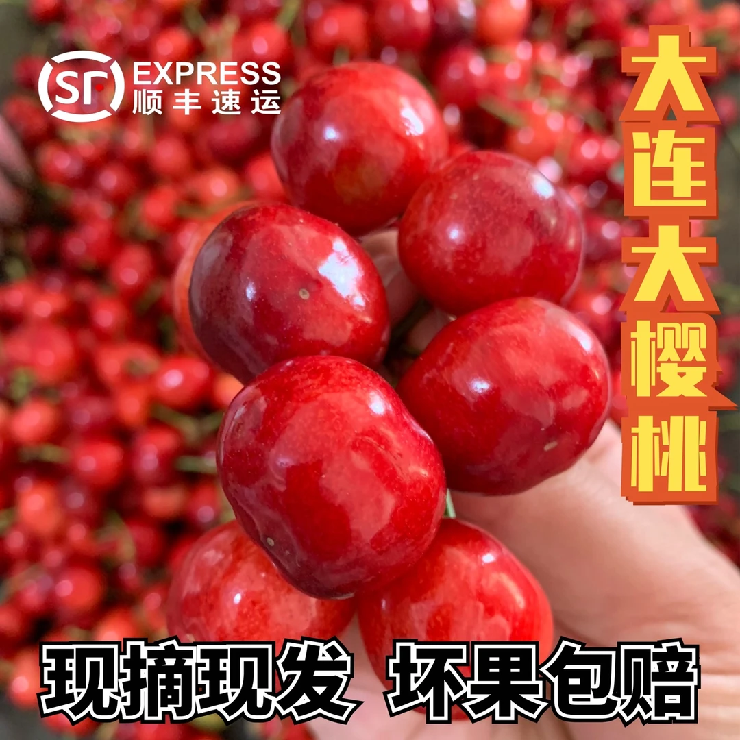 大连现摘大樱桃红灯品种新鲜水果酸甜口感顺丰包邮