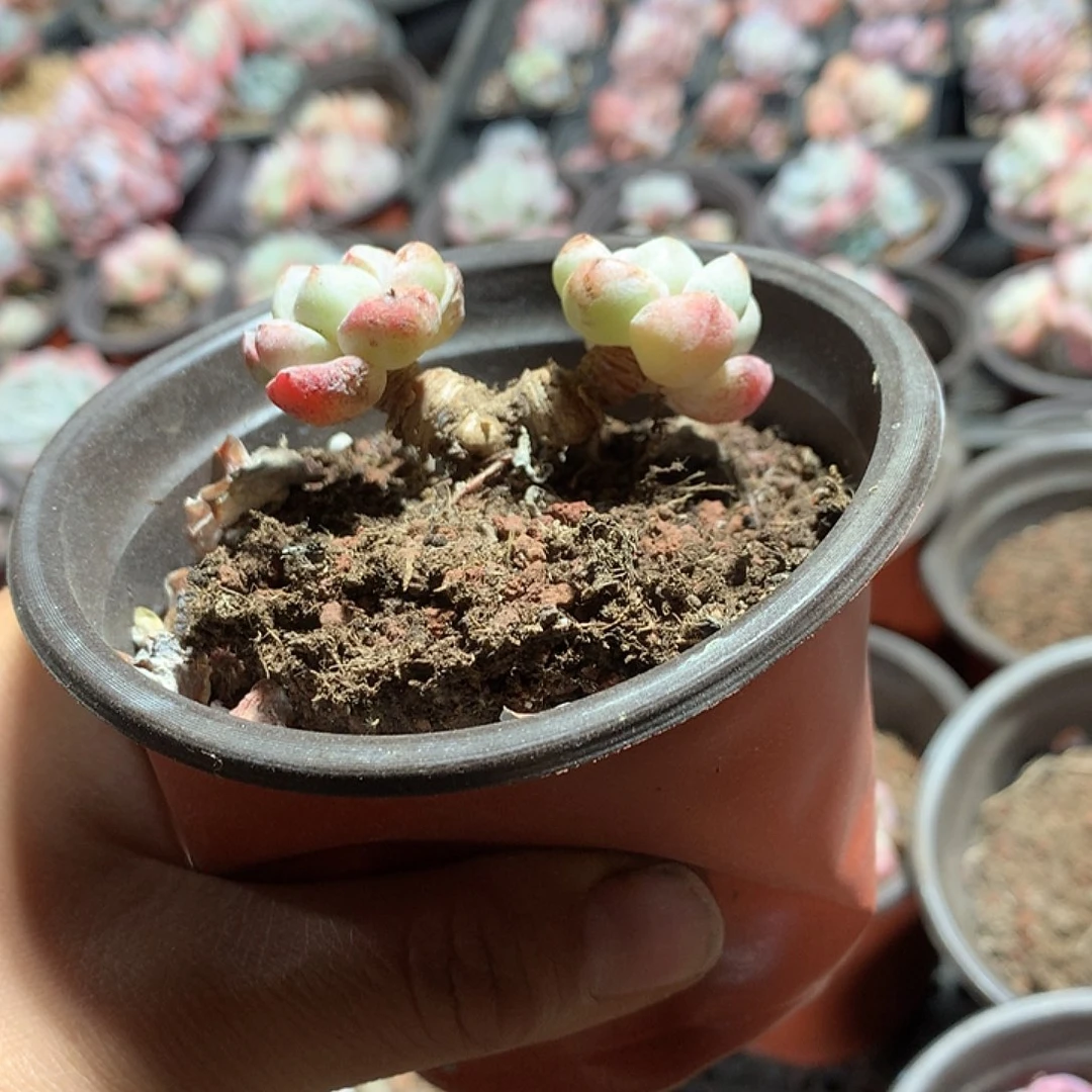奶油老桩双头小脸冰玉2