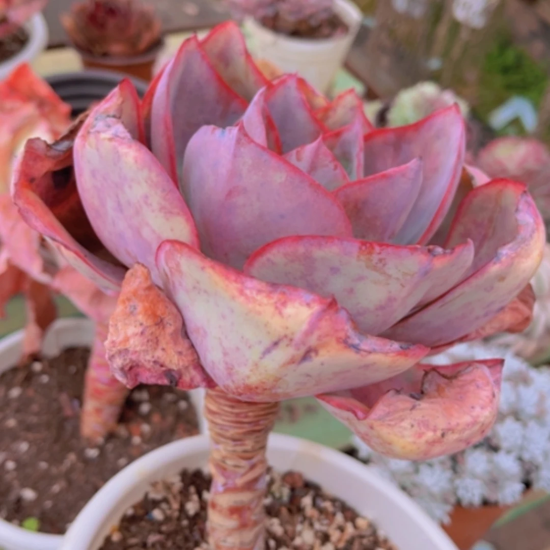 【闪购商品】肯尼迪16180