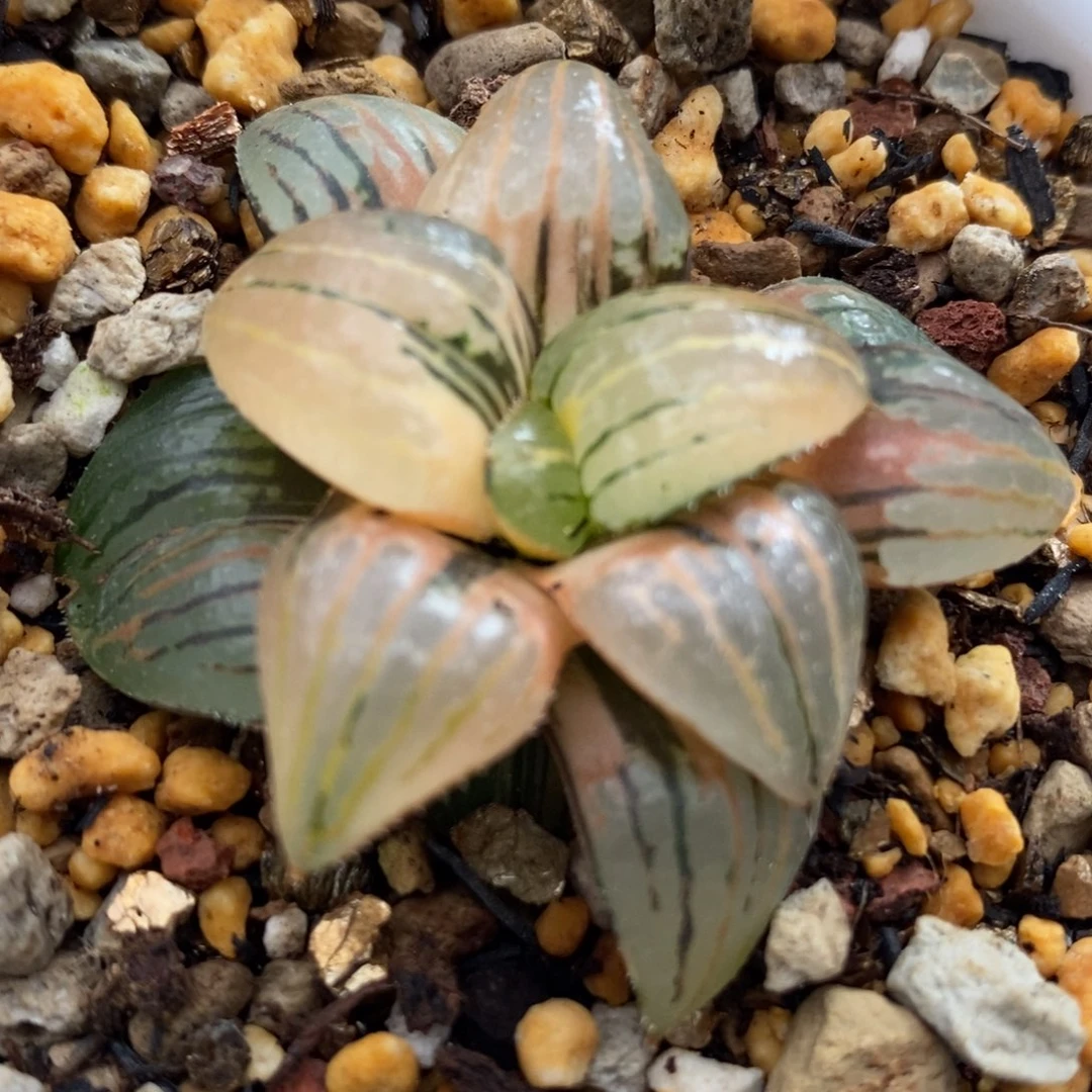 27丸叶亲指姬寿锦一物一拍