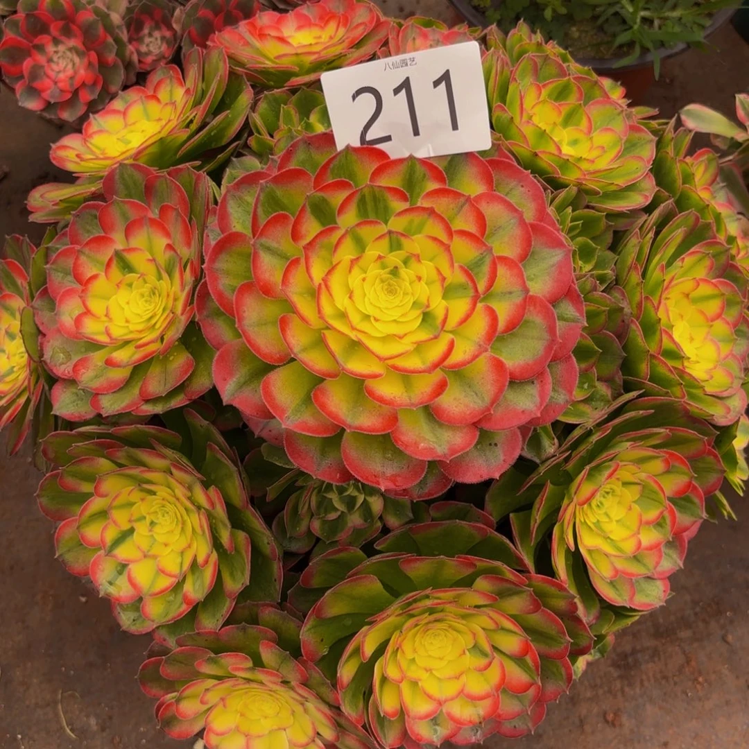 211多肉植物海鲜法师