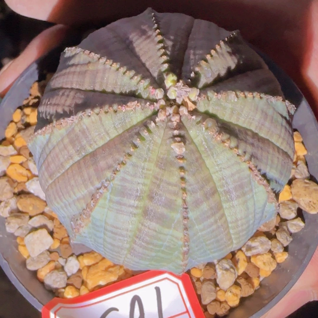 第****鸦块根植物块根植物