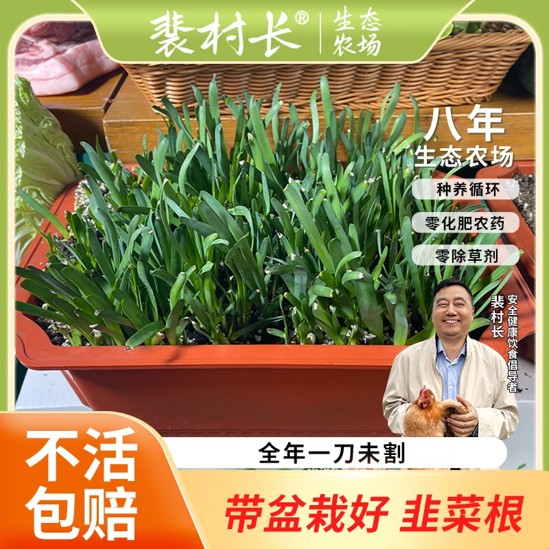 裴村长生态农场韭菜盆栽