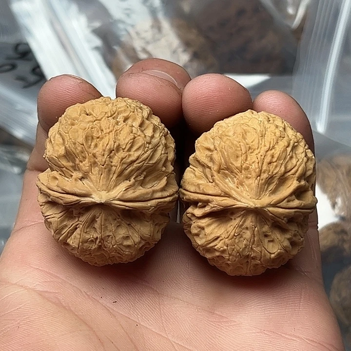 核桃48号蜂窝元宝41尺