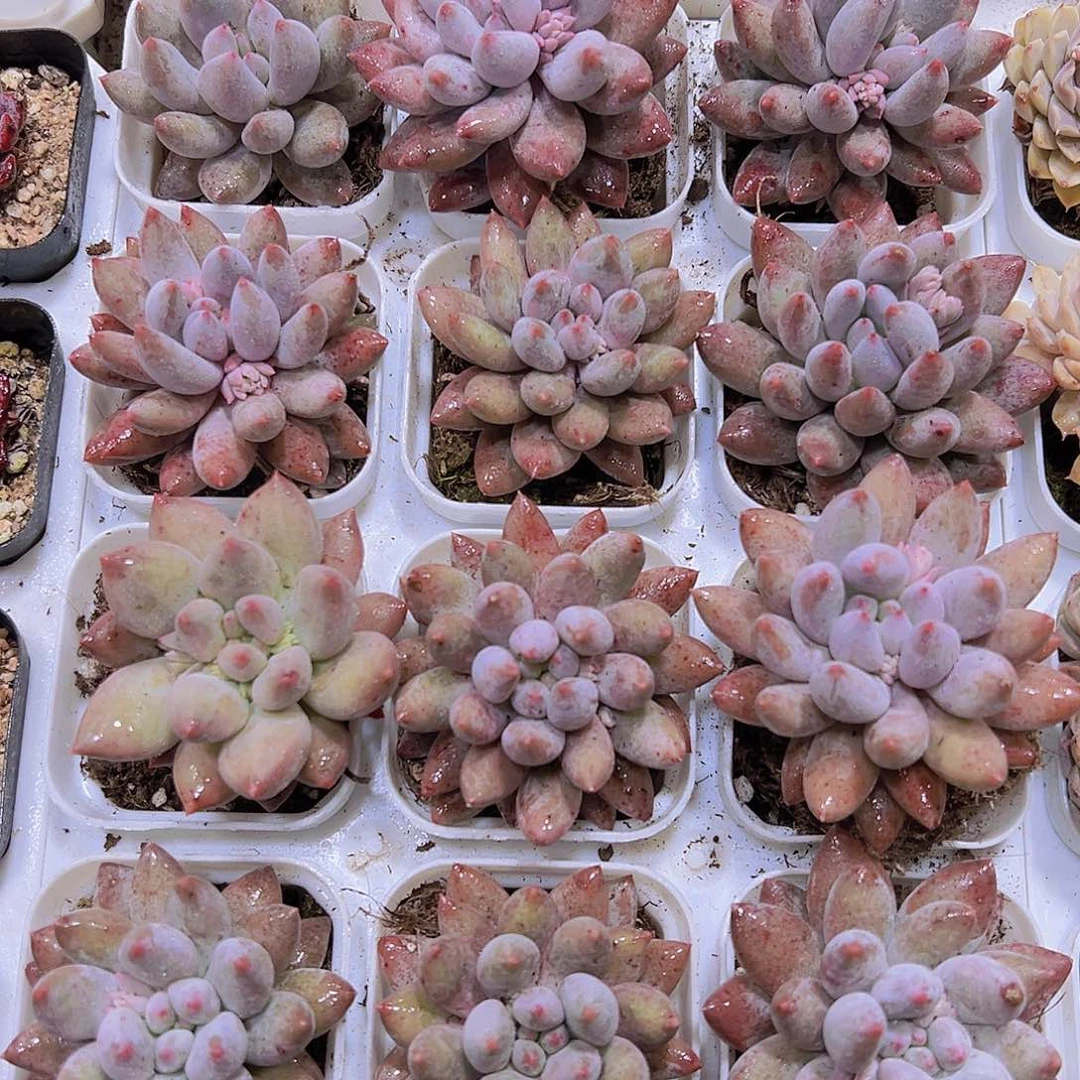 多罗手指19包邮多肉