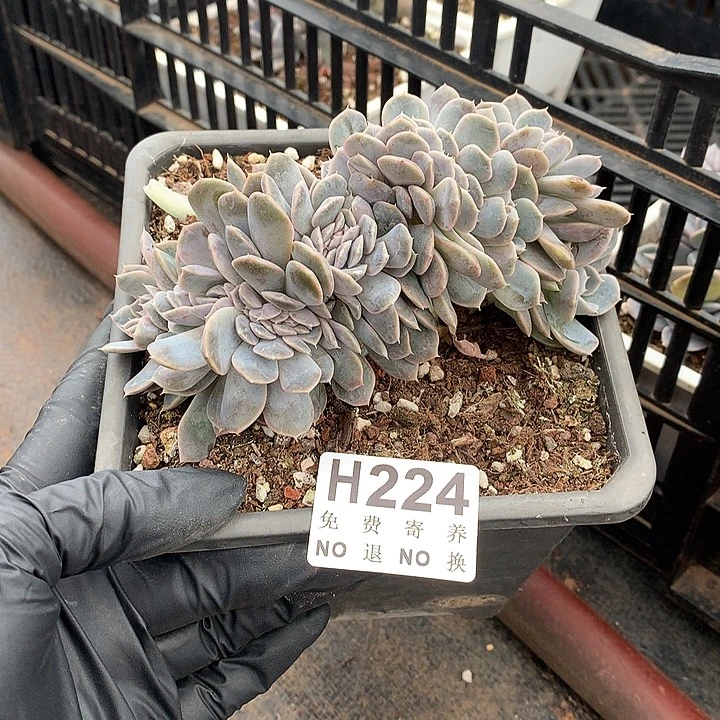 汉堡缀化 土里有侧切 非偏远38包邮节后发