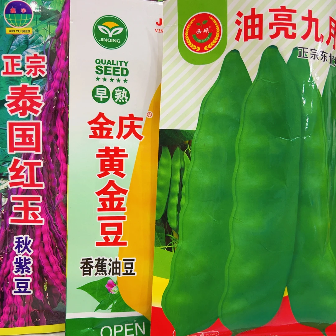油亮九月青，黄油豆，秋紫豆种子