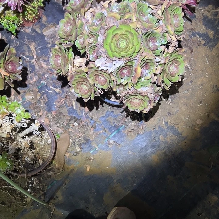 陳****?多肉法师植物链接117