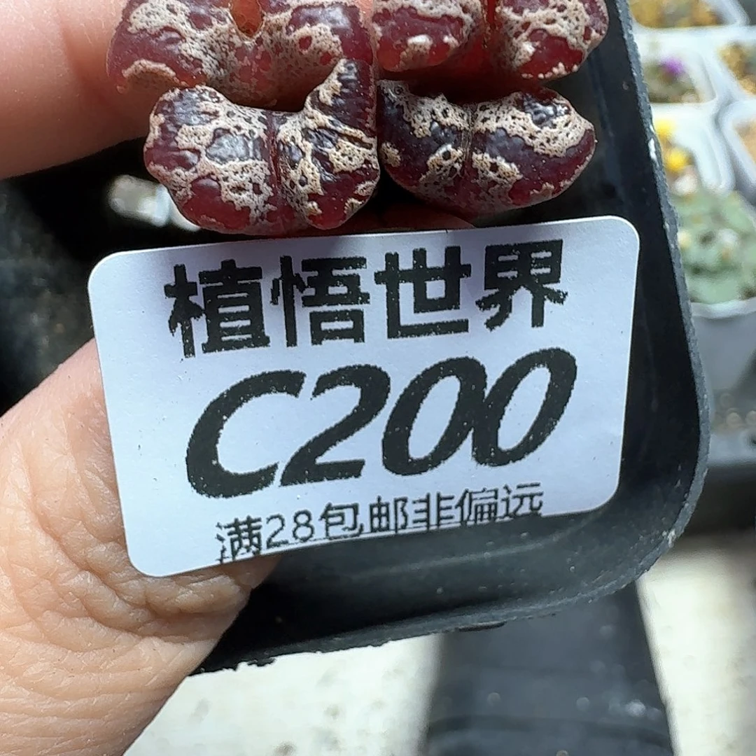 多肉植物的人生fgb