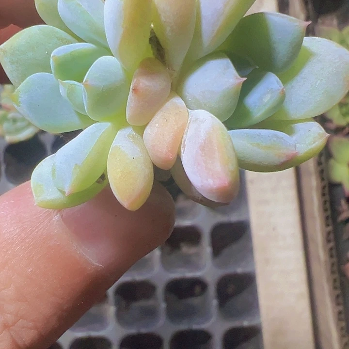 厚梦精品多肉植物