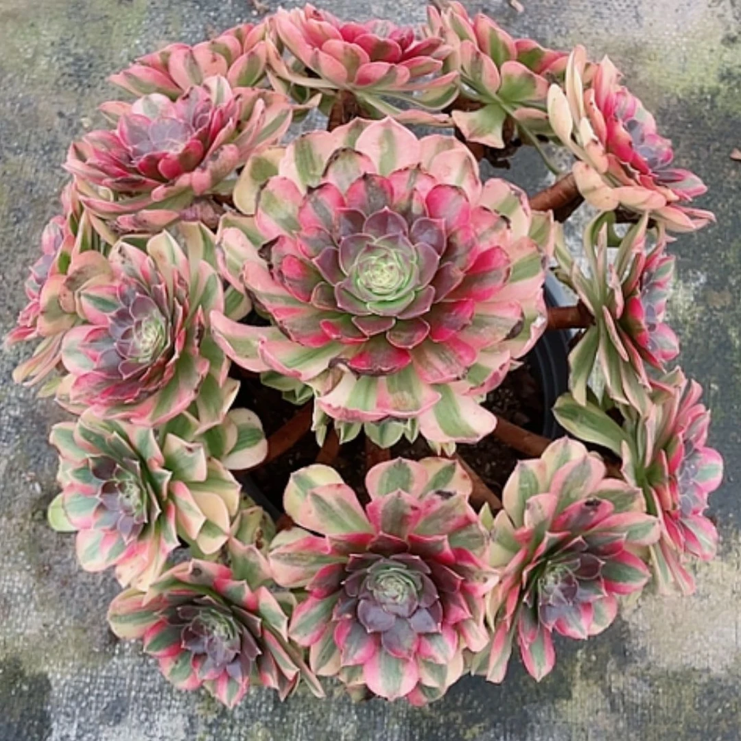 【闪购商品】法师好看也好养