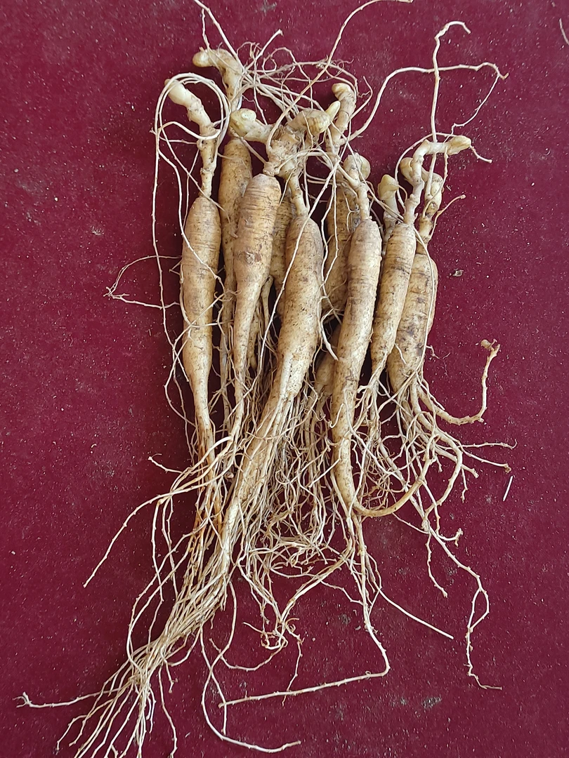 长白山新鲜现挖适合中老年泡酒煲汤单支8到12克